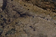 Eudistoma caeruleum