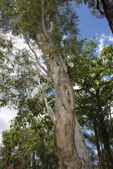 Melaleuca fluviatilis