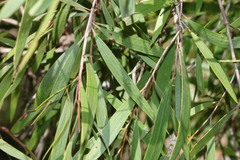 Melaleuca fluviatilis