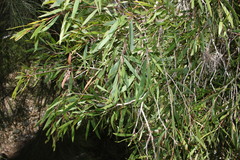 Melaleuca fluviatilis