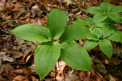 Croomia pauciflora