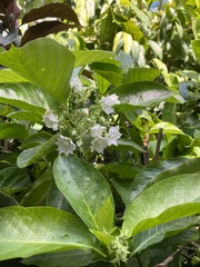 Vallaris glabra