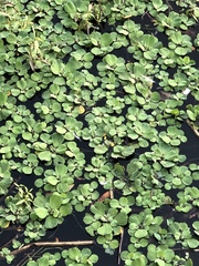 Pistia stratiotes image