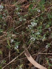 Mentha australis