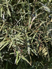 Parsonsia capsularis