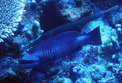 Gracila albomarginata