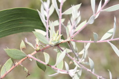 Melaleuca nervosa