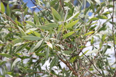 Melaleuca nervosa