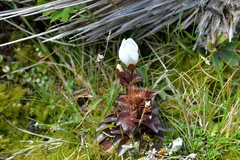 Gentianella montana ionostigma