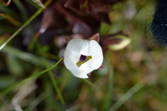 Gentianella montana ionostigma