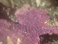 Stylantheca papillosa