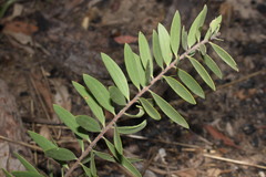 Melaleuca nervosa