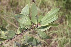 Melaleuca viridiflora