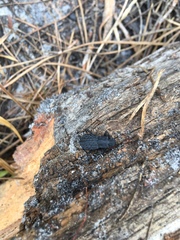 Polypleurus perforatus