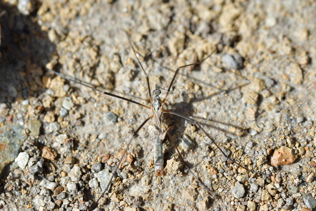 Gynoplistia clarkeana