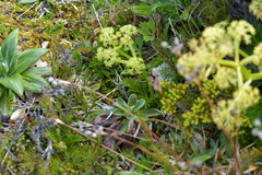 Aciphylla dissecta