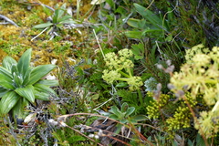 Aciphylla dissecta