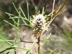 Petrophile sessilis