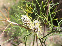 Petrophile sessilis