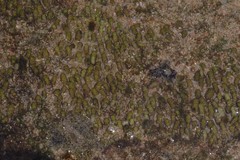 Isaurus tuberculatus