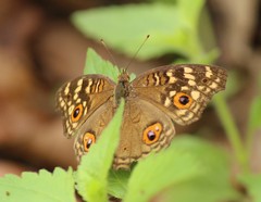Junonia lemonias