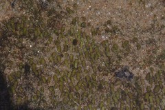 Isaurus tuberculatus