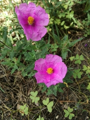 Cistus crispus