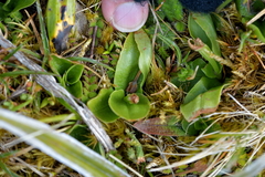 Pterostylis venosa