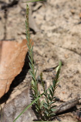 Phyllanthus virgatus