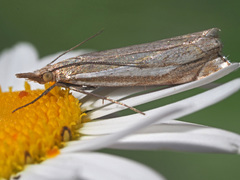 Crambus pratella