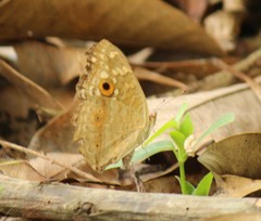 Junonia lemonias