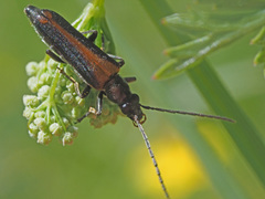 Anogcodes rufiventris