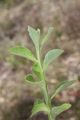 Pterocaulon redolens