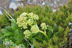 Aciphylla dissecta
