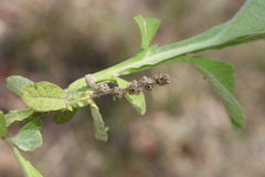 Pterocaulon redolens