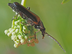 Anogcodes rufiventris
