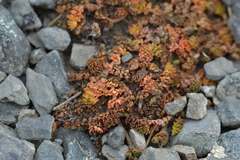 Chaerophyllum colensoi