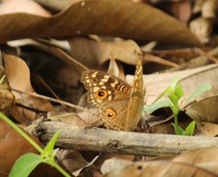 Junonia lemonias