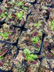 Dionaea