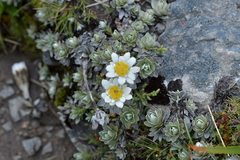 Leucogenes leontopodium