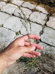 Eragrostis atrovirens