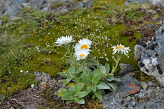 Celmisia hieraciifolia