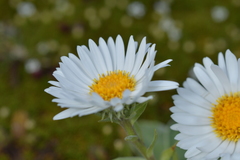 Celmisia hieraciifolia
