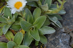 Celmisia hieraciifolia
