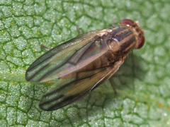 Peplomyza