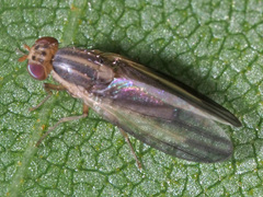 Peplomyza
