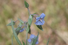 Trichodesma zeylanicum