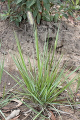 Setaria surgens