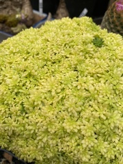 Sedum japonicum