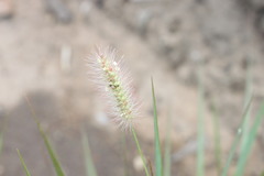 Setaria surgens